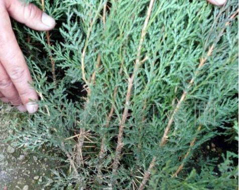 生命之树的故事,生命之树的故事哲学