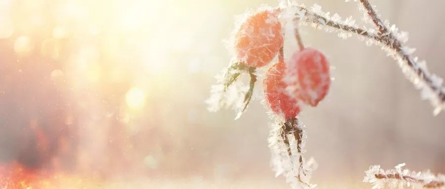 最简单的预防冻疮方法,冬天喝藏红花泡水可以预防冻疮吗