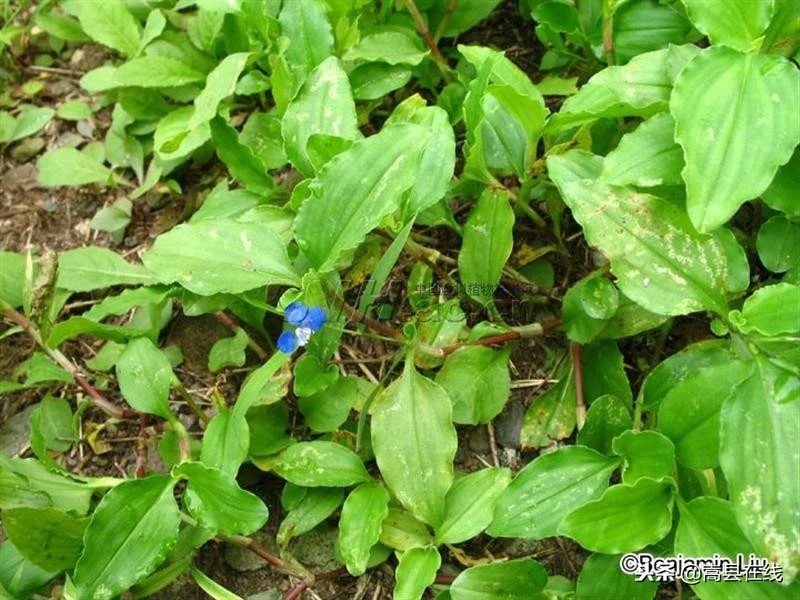 农村比较常见的中草药,农村不可碰的十种草药