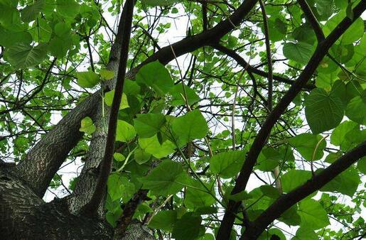 家里常见的果树有哪些,这些树千万不能栽在家门口