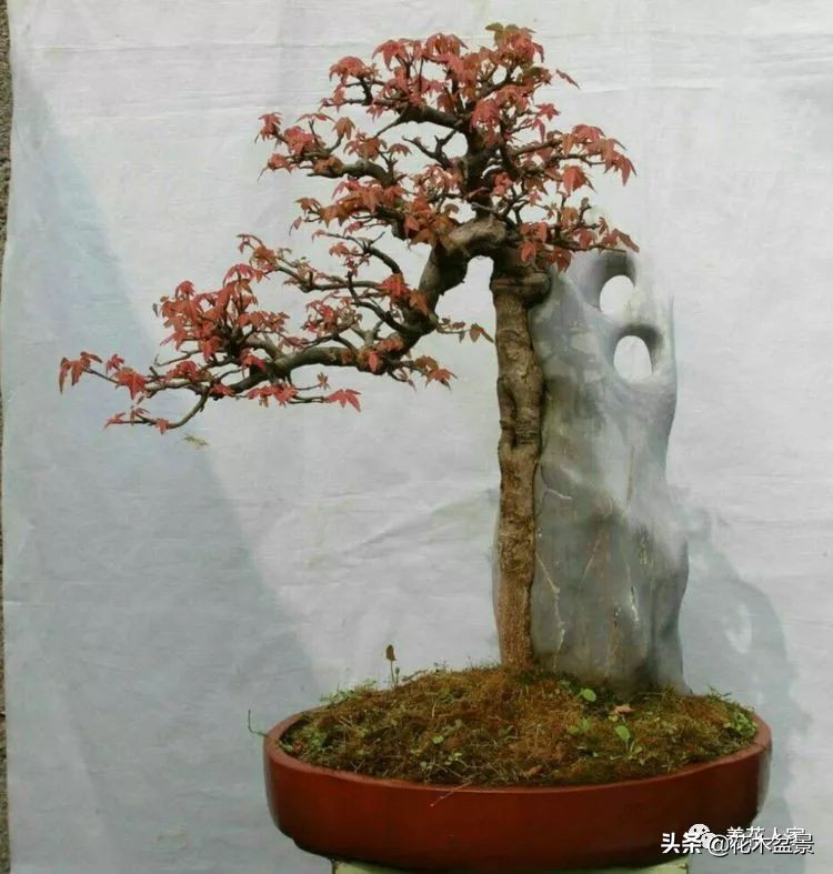 从盆景小白到终身爱好,初学者养盆景少走坑