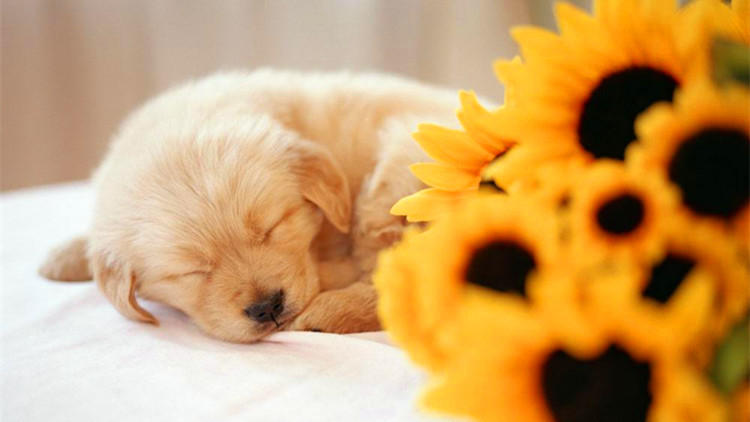 特别容易生病的狗狗排行榜,哪种狗狗不容易生病好养活