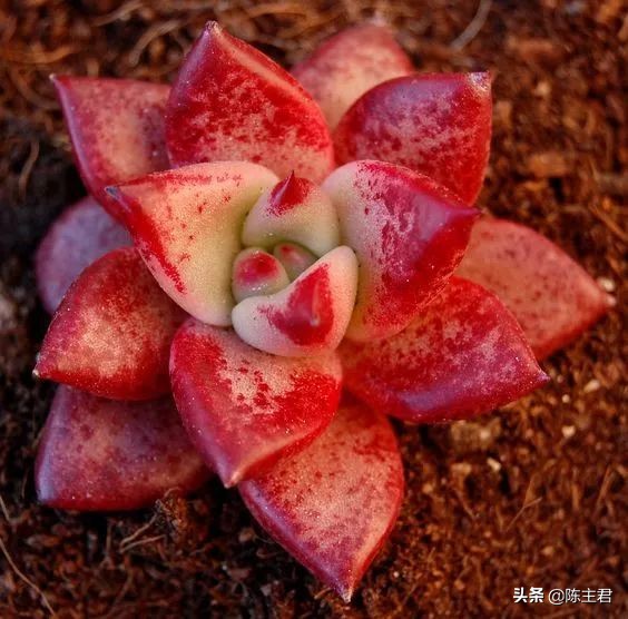 十大最贵法师多肉排行榜,玉露多肉最贵多少钱一棵