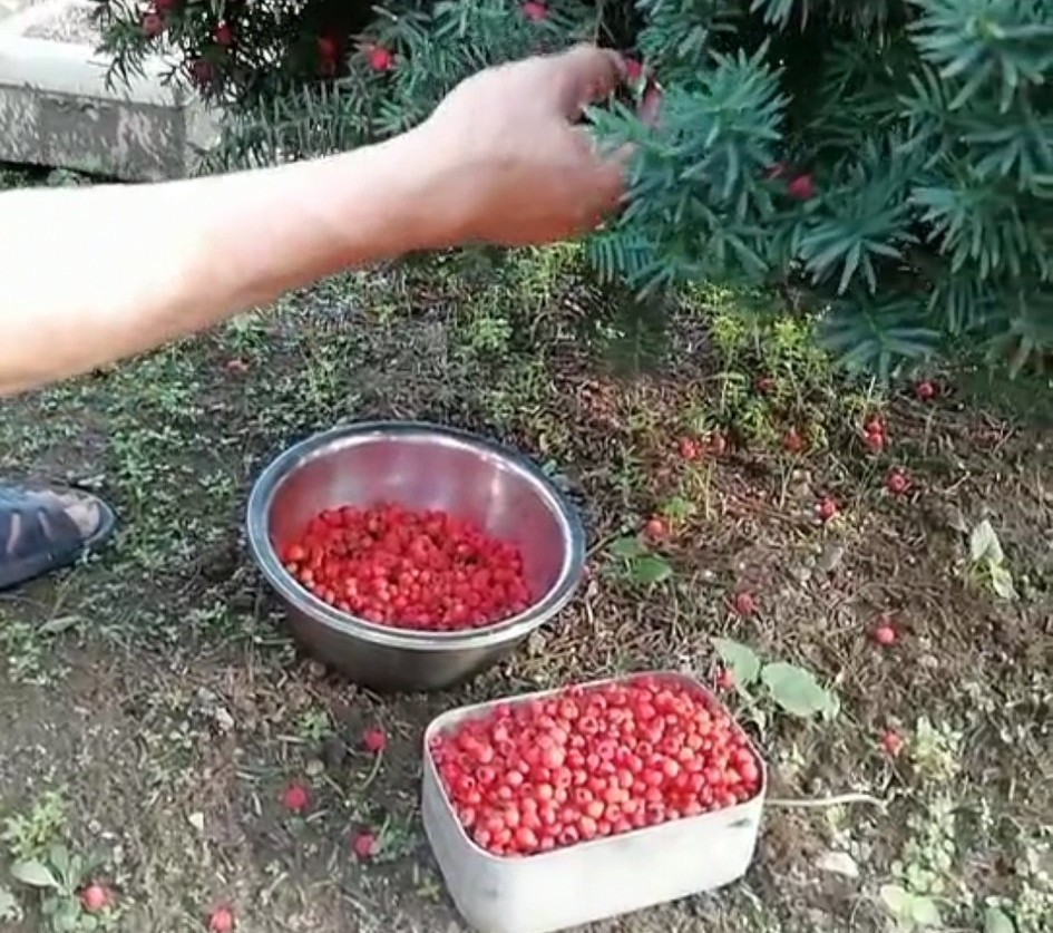 红豆杉果能煮水喝吗,红豆杉果子可以泡醋吗