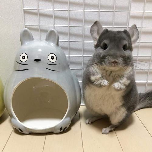 龙猫用力打会死吗,龙猫拼命