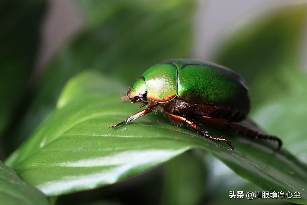 十大常见昆虫农村常见的20种昆虫,10种在家里可以找到的可怕昆虫