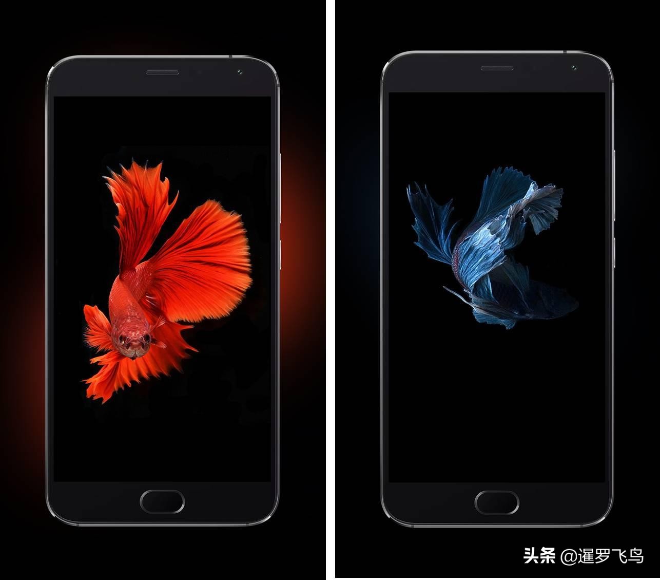 泰国宣布暹罗斗鱼为“国鱼”*旗国**鱼身价百倍