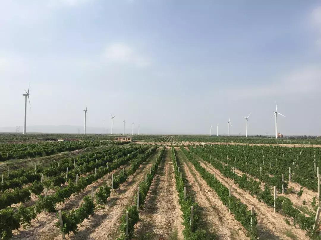 怡园酒庄官方旗舰店,怡园酒庄是中国品牌吗