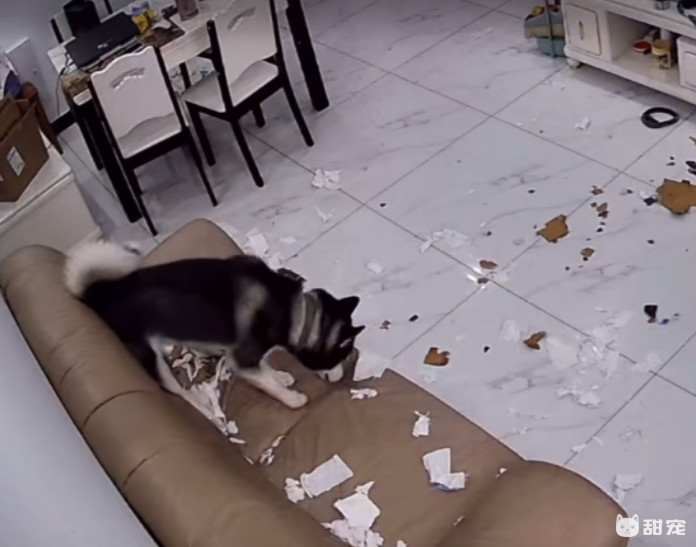 狗狗先训练什么,训练狗狗是不是让它先饿着