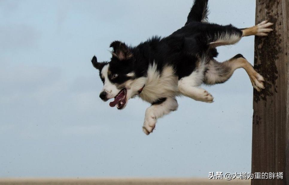 边牧的优点和缺点,为什么养了边牧