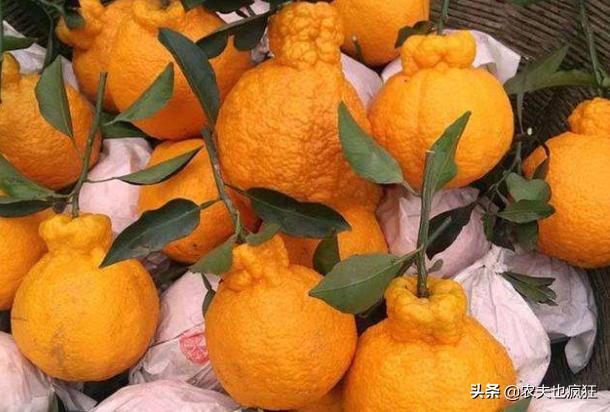 即将上市的网红水果品种,最近火爆的网红水果