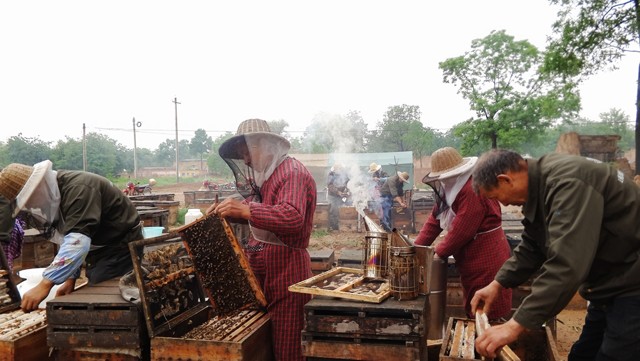 一只蜜蜂每天要多少蜜,一只蜜蜂一天可以采多少蜂蜜