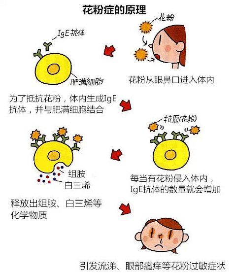 花粉过敏嗓子痒咳嗽什么原因,过敏引起各种症状咳嗽胸闷气短