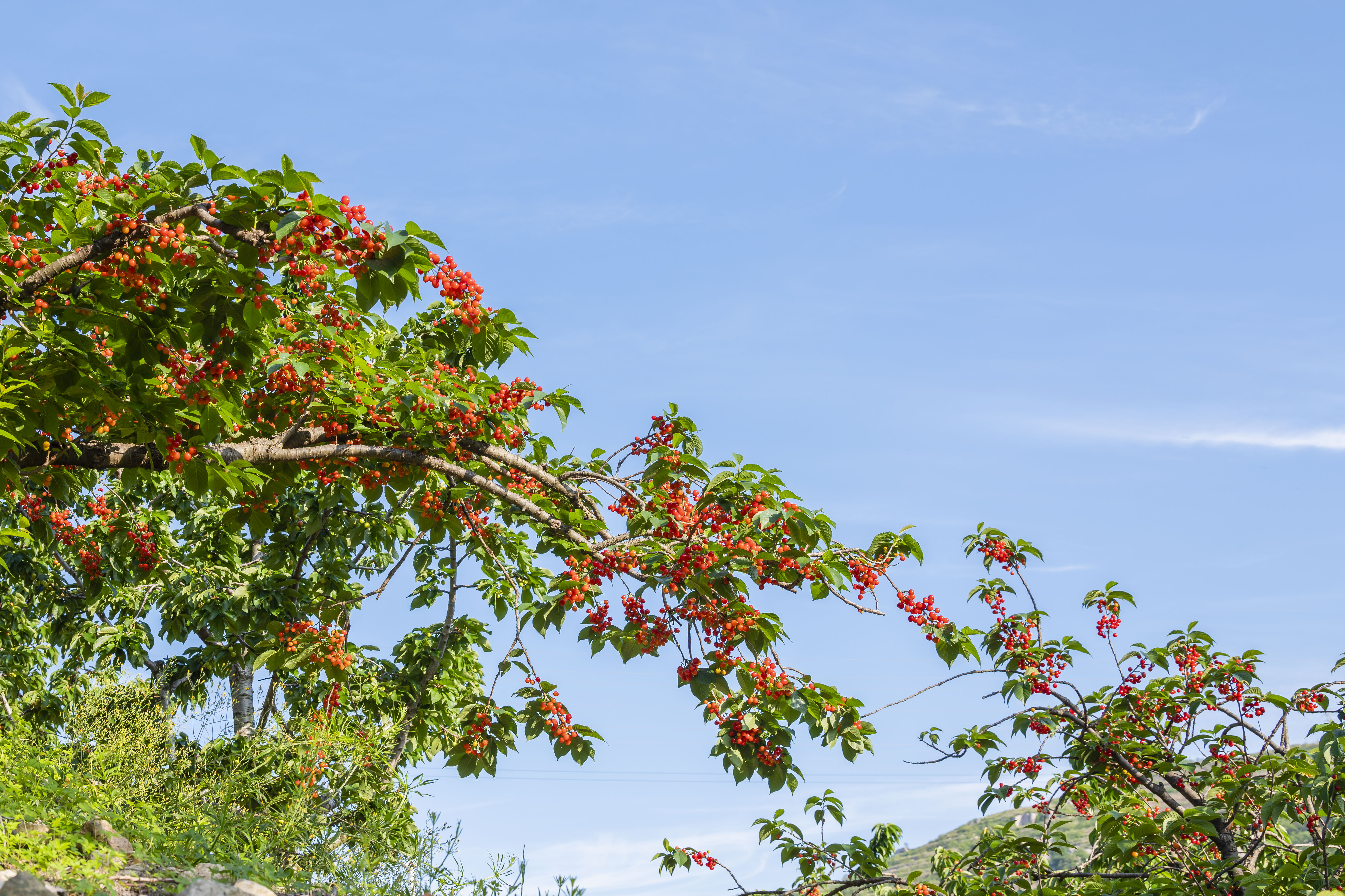 小樱桃缩果病,小樱桃的病后来是怎么治疗好的