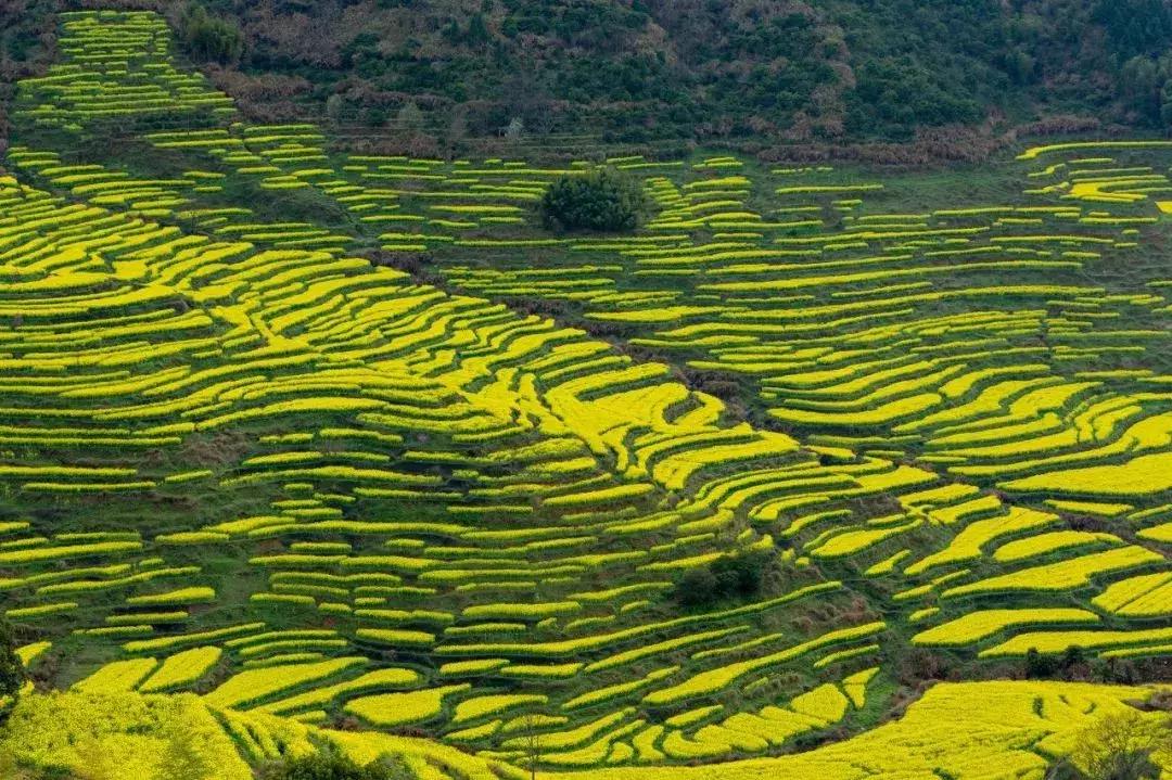 一个徽州惊艳全世界,徽州凭什么惊艳世界