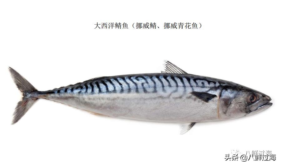 青花鱼跟鲐鲅鱼,青花鱼和鲐鲅鱼的区别