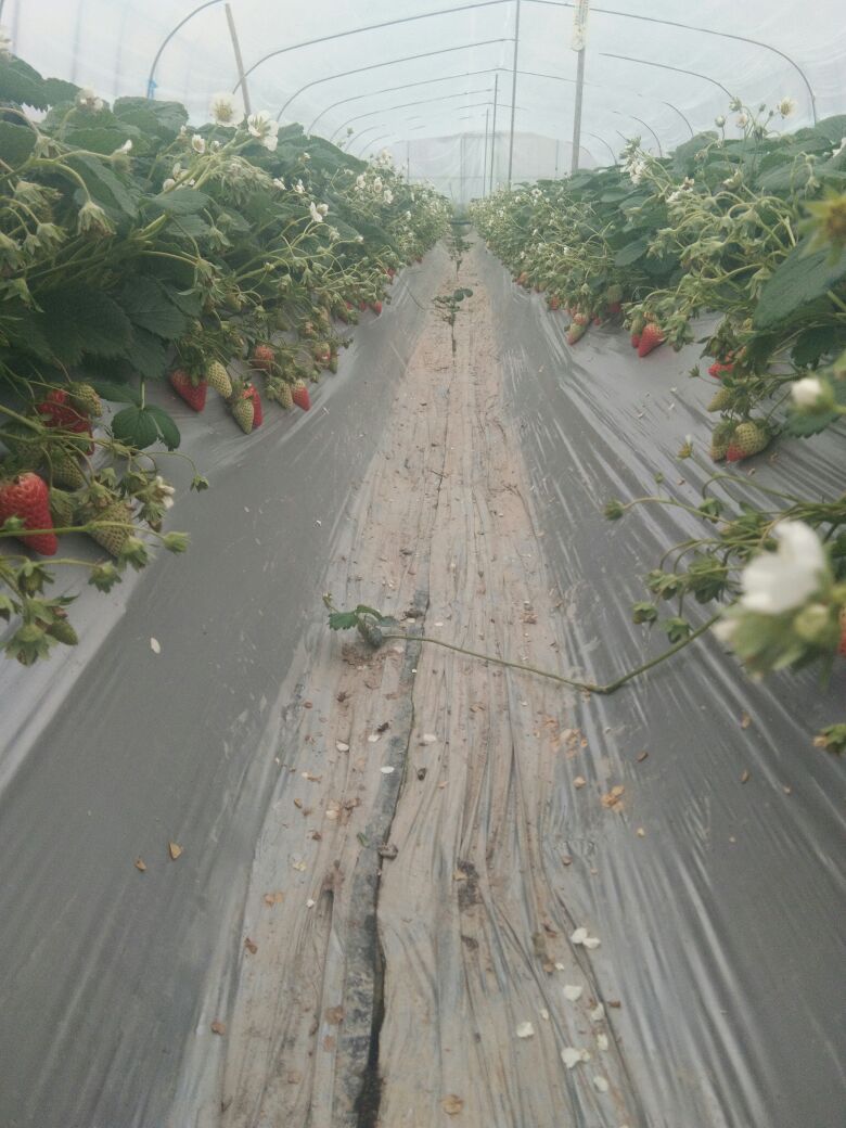 种植技术可以教你在家种草莓吗,头条种植技术分享