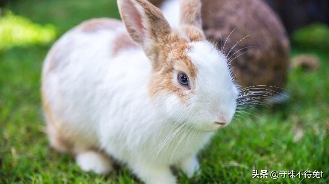 臭脚丫子味是米饭味吗,屋里有臭脚丫子味怎么去除