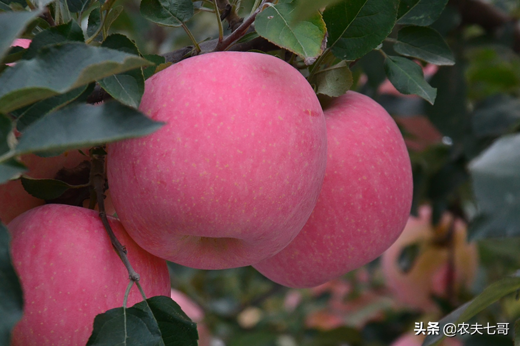 苹果整体提高亮度方法,苹果品质提升