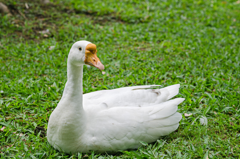 驱蛇的民间故事,农村有效的驱蛇或除蛇方法