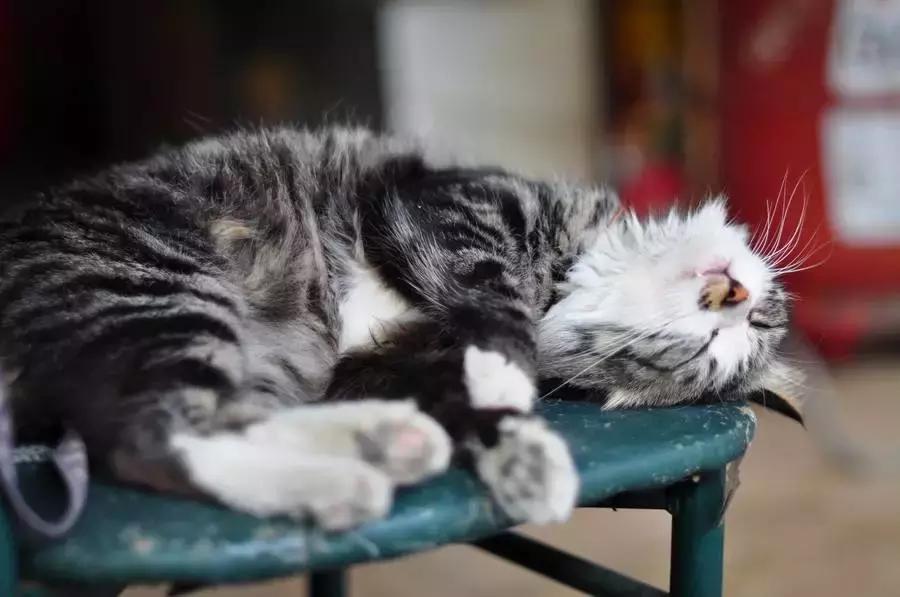 怎么训练宠物猫装死,怎么训练猫咪落手