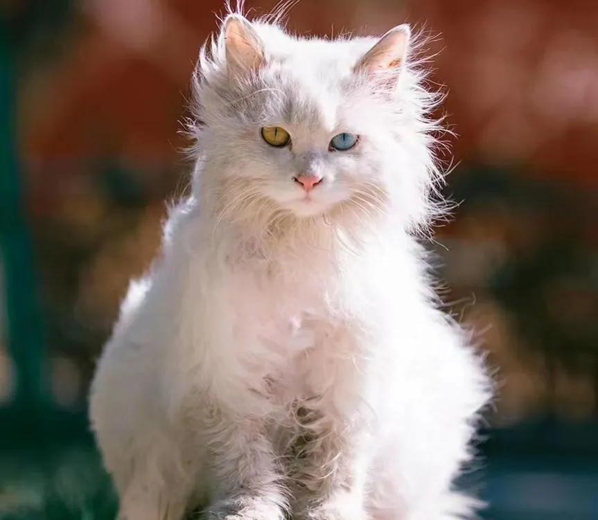 世人只知道猫可爱的一面,临清狮猫和布偶猫后代