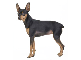 最受欢迎的四大宠物狗你养了吗,比较可爱乖巧的宠物狗有哪些