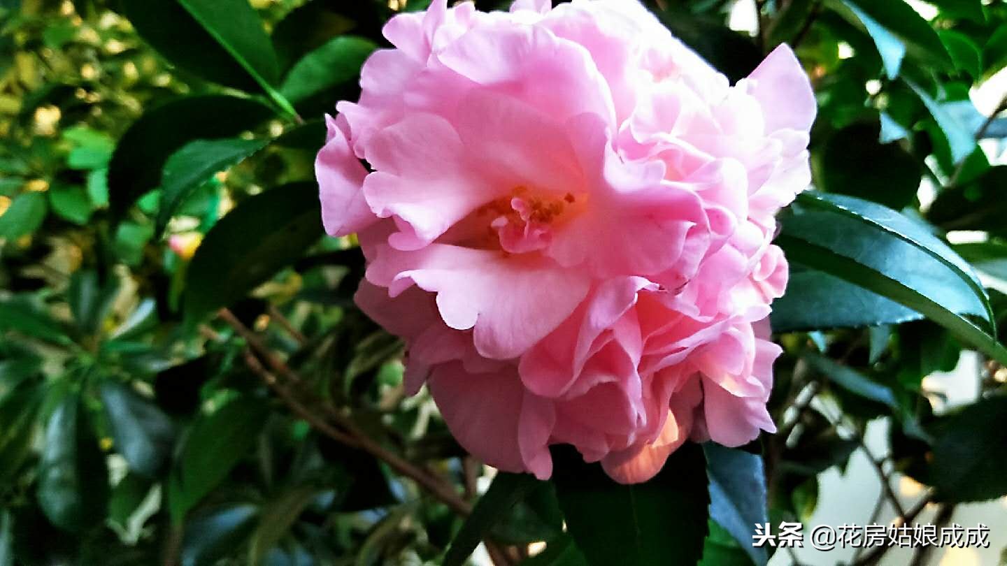 花草生虫子怎么治,花草生腻虫怎么治