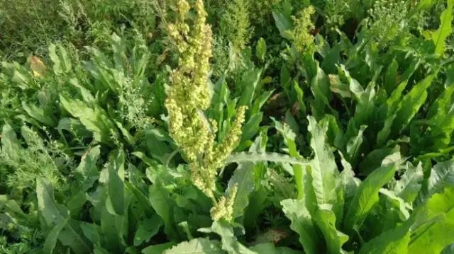 那些常见却叫不上名字的野花野草,常见的野花野草却是农家之宝