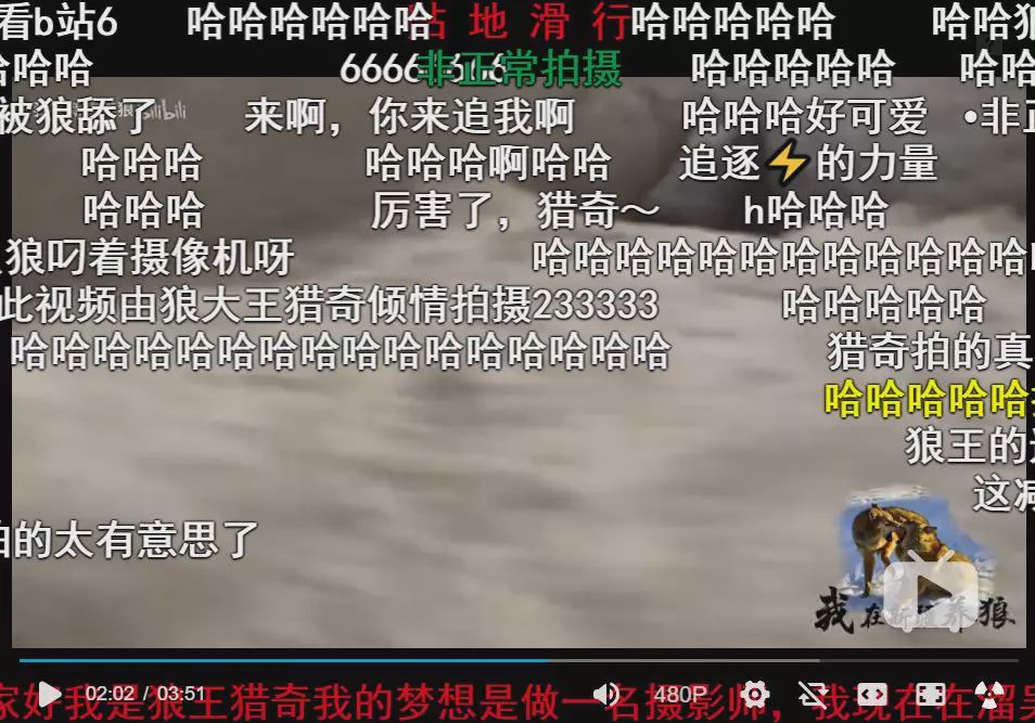 养狼disco：我在*疆新**，把狼养成了哈士奇