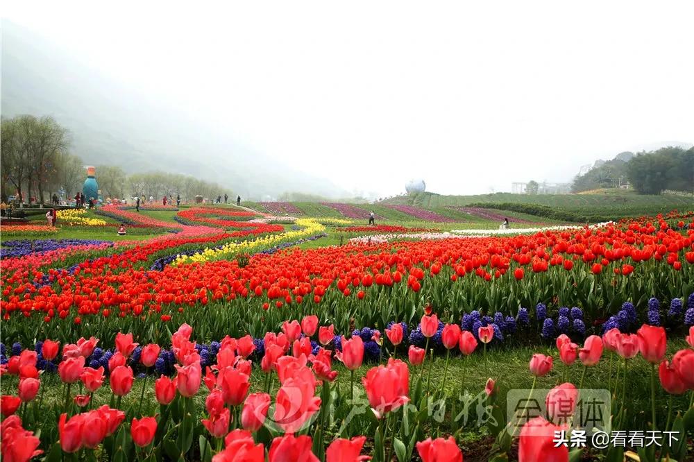 泸州四季花海开放了吗现在,泸州3月赏花胜地心花怒放在哪