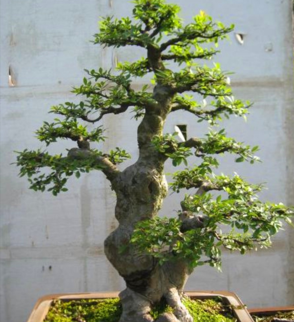 疙瘩树盆景造型图片,荆条疙瘩盆景怎样制作