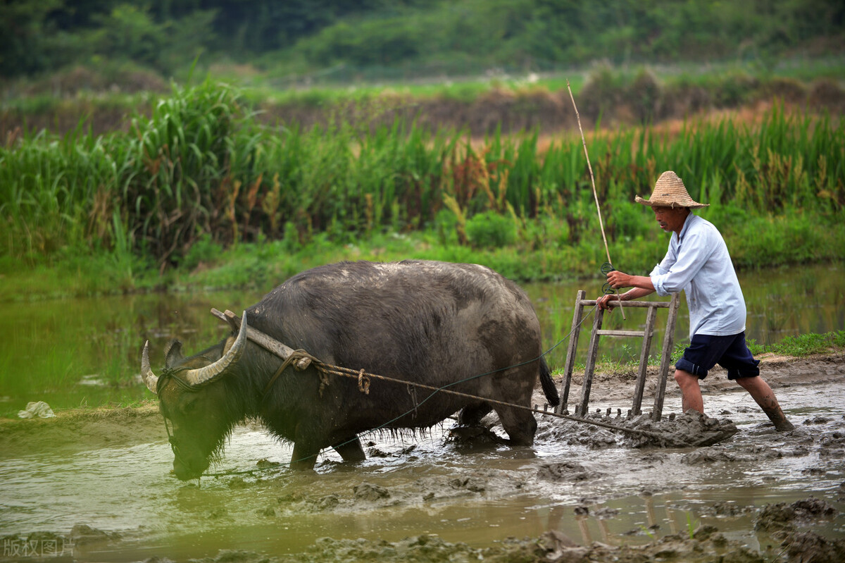 人工淀粉目前可投入生产么,人造淀粉量产还要多久