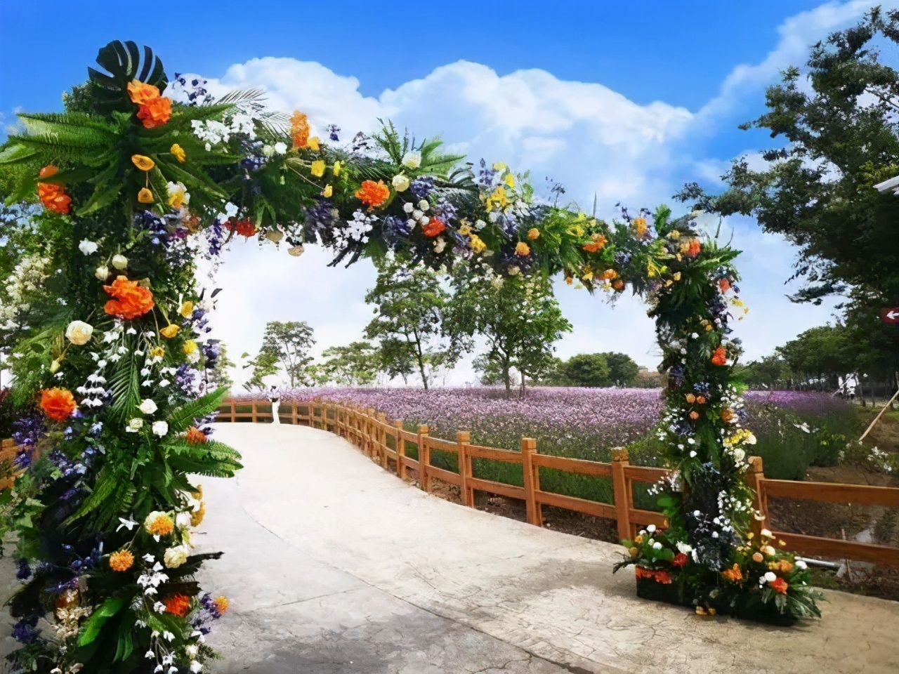 上海最大薰衣草公园,上海薰衣草公园迪士尼