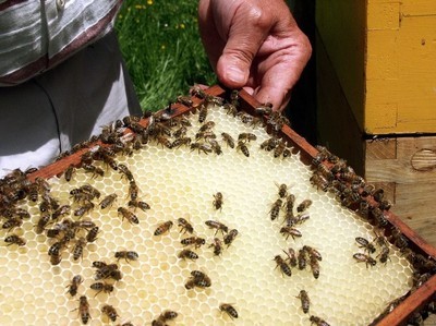 清理巢虫方法,蜂巢巢虫烂子怎么处理