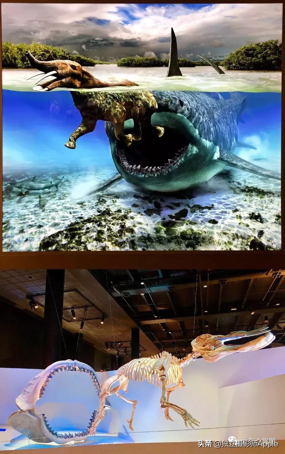 喂鳄鱼、看篮球比赛和太空中心的好玩休斯顿