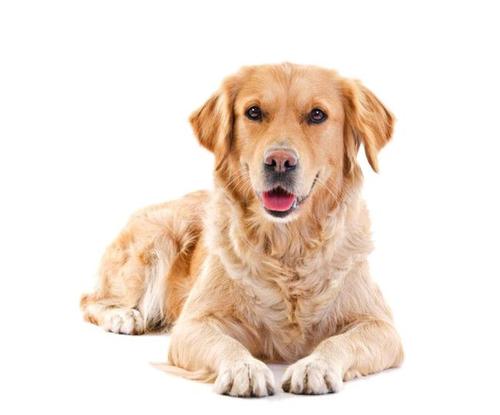 宠物老鼠死了怎么处理,宠物狗死了怎么处理