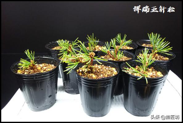 幼苗不好养?盆器很关键!以松类盆景为例,浅谈盆景幼苗养护技巧