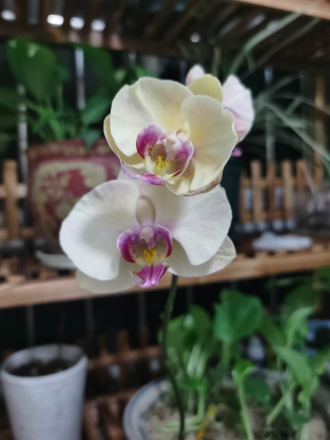 试管移植两次失败后面成功的经历,首次试管移植失败的感悟