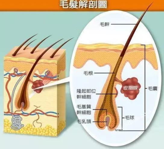 大多数脱发患者用哪些方法治疗脱发？效果都怎么样？
