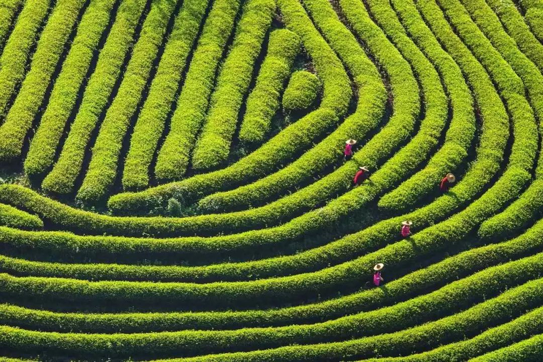 十里春风，不如一盏春茶