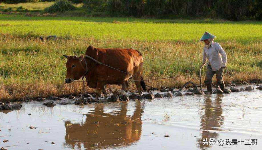 有一种爱叫姐姐全文,有一种爱叫姐姐感动哭了很多人