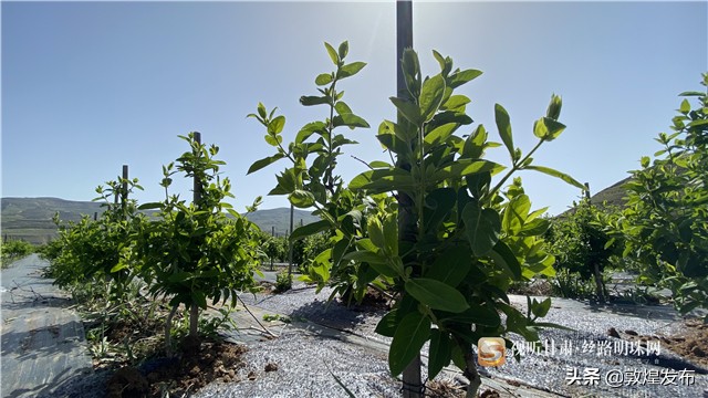 短视频丨【决战决胜脱贫攻坚】通渭李家店乡：脱贫致富的“黄金”产业——金银花