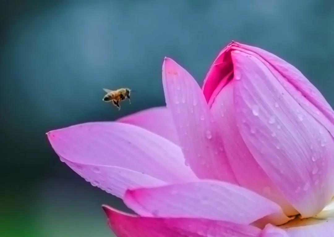 梅雨时节的铁山寺,这里藏着最美的风景