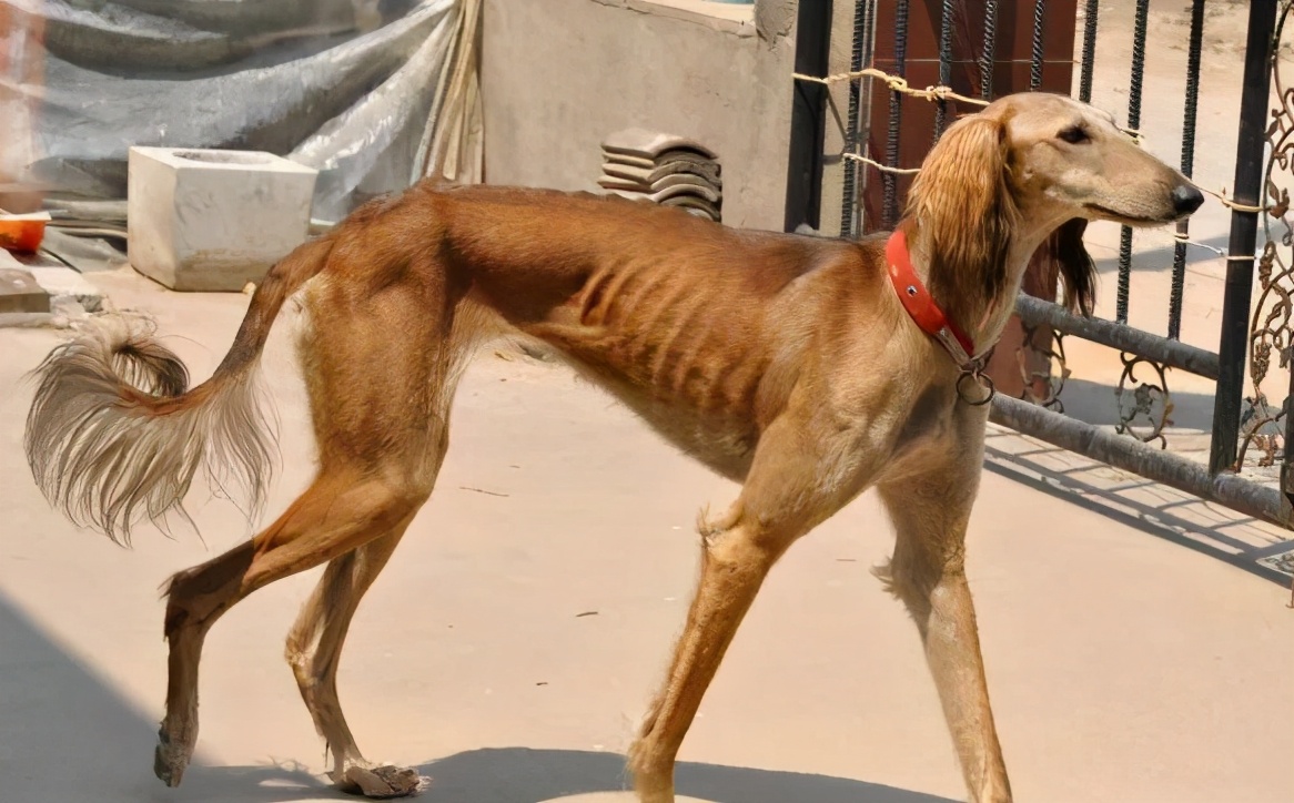 中国细犬为什么禁养,中国细犬在哪里禁养