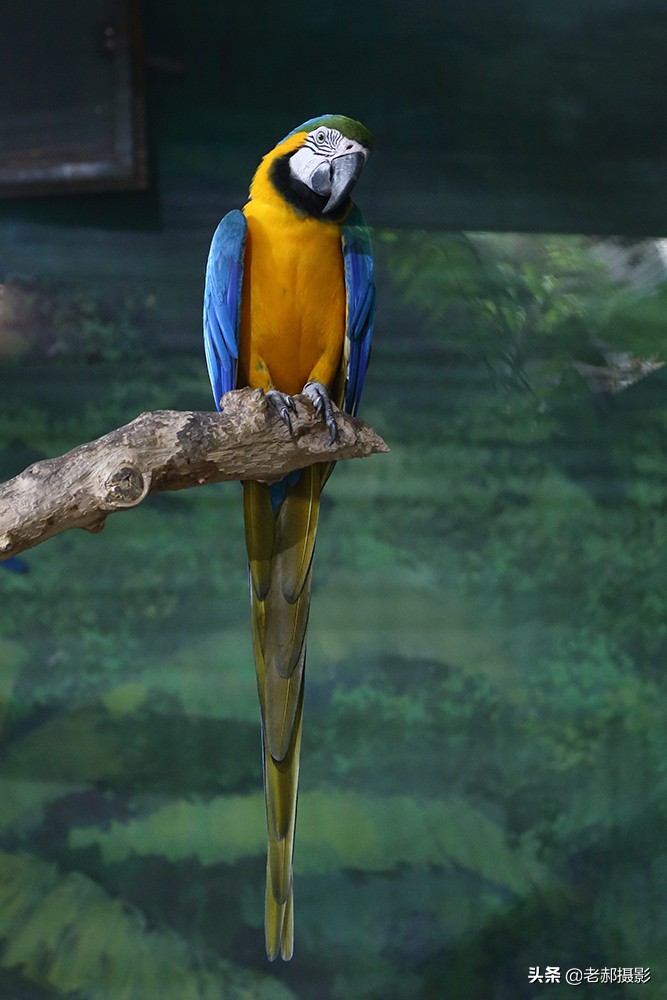 鹦鹉中它是最贵的了吧？