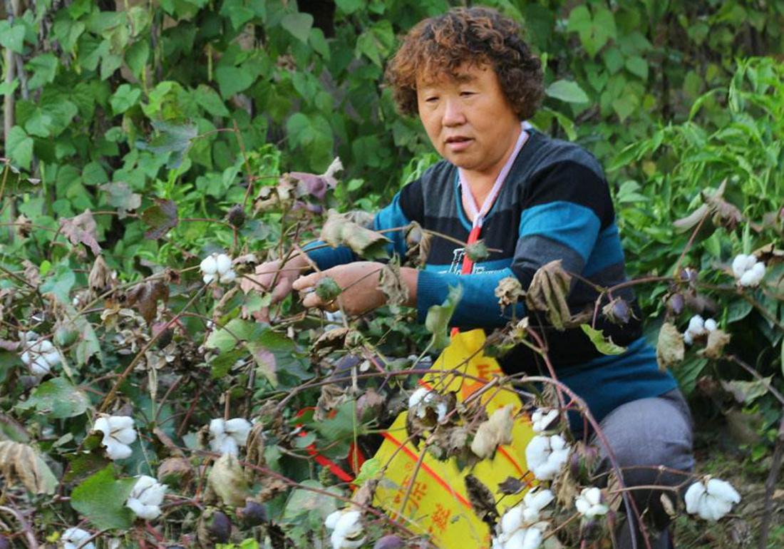 棉花高产栽培技术,棉花栽培需要打垄吗
