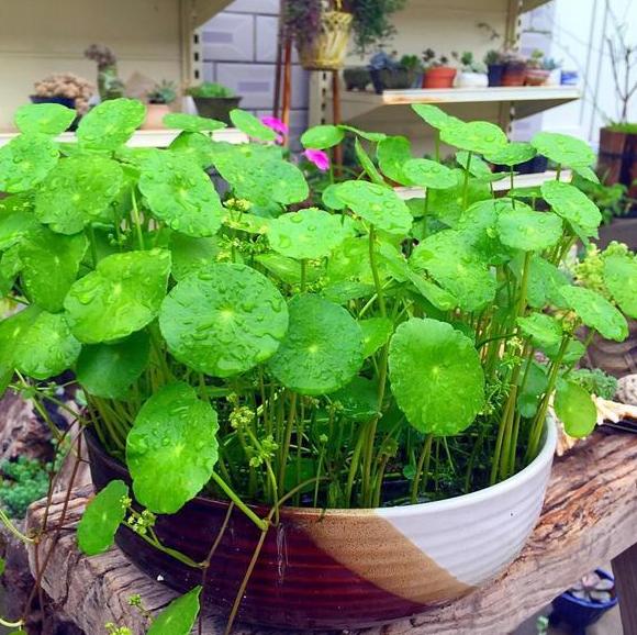 室内水培铜钱草的方法,水培植物铜钱草家里正确方法
