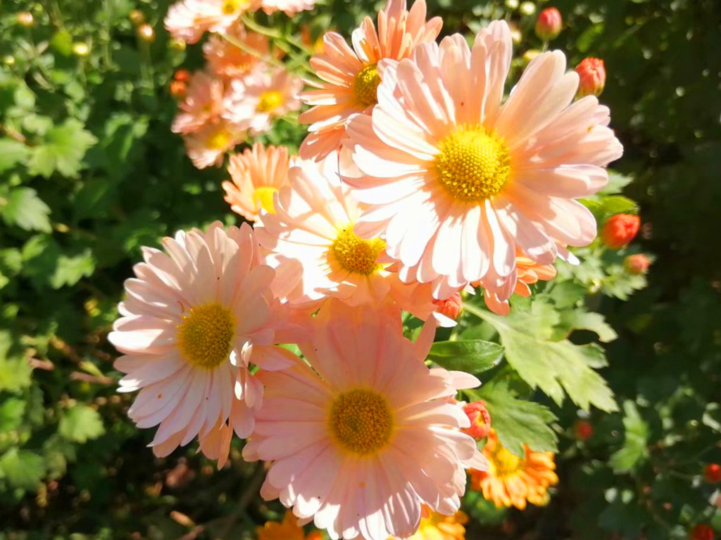 菊花常见病害有哪些,菊花好养吗病害多吗