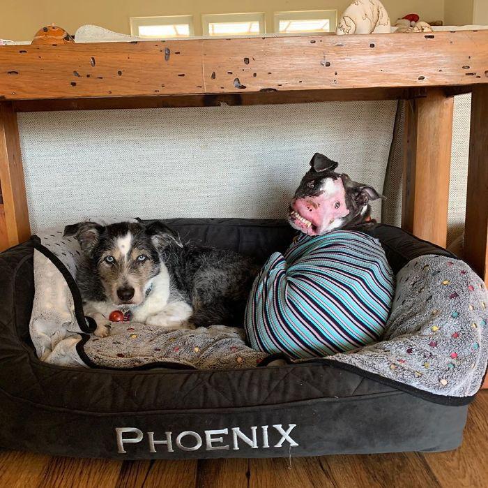 狗丑遭人嫌？虽饱受病痛折磨，但上天格外垂怜！网友：一样是宝贝